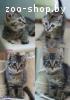 2 котят ищут дом