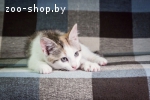 3х-цветный котёнок на счастье