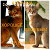 Абиссинские котята Питомник абиссинских кошек sunnybunny.by