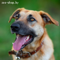 Абу ищет друга! Собака в дар, в добрые руки!