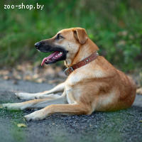 Абу ищет друга! Собака в дар, в добрые руки!