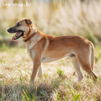 Абу ищет друга! Собака в дар, в добрые руки!