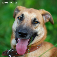 Абу ищет друга! Собака в дар, в добрые руки!