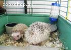 Африканские карликовые белобрюхие ёжики