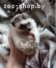 Африканский декоративный ежик
