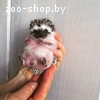 Африканский ежик