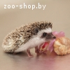 Африканский карликовый (декоративный) еж