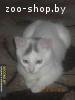 Беленький котенок В ДАР!