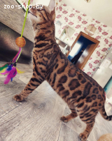 Бенгальская кошка