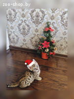 Бенгальские кошечки и котик