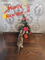 Бенгальские кошечки и котик