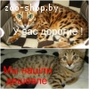 Бенгальские котята Питомник бенгальских кошек  sunnybunny.by