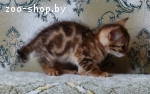 Бенгальские котята