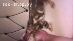 бенгальские котята