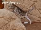 Бенгальские котята