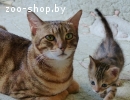 Бенгальские котята