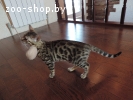 бенгальские котята