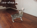 бенгальские котята