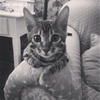 Бенгальские котята