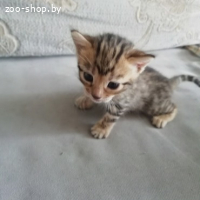 Бенгальские котята