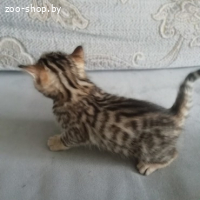 Бенгальские котята
