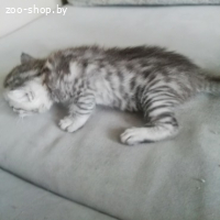 Бенгальские котята