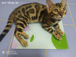 Бенгальские котята