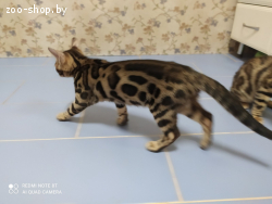Бенгальские котята