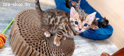 Бенгальские котята
