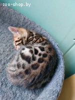 Бенгальские котята
