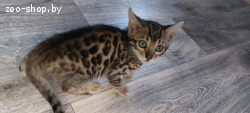 Бенгальские котята