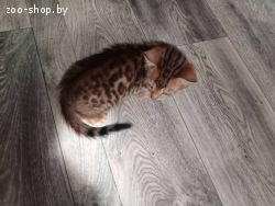 Бенгальские котята
