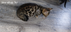 Бенгальские котята
