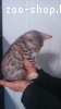 Бенгальские котята