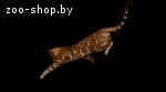 Бенгальский кот приглашает на вязку