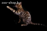 Бенгальский кот приглашает на вязку