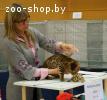 Бенгальский кот приглашает на вязку