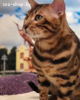 Бенгальский кот вязка