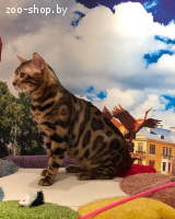 Бенгальский кот вязка