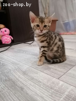 Бенгальский котенок