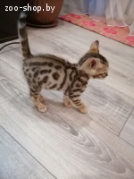 Бенгальский котенок