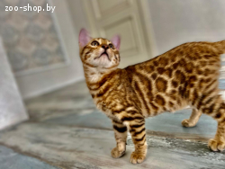 Бенгальский котенок