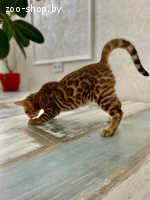 Бенгальский котенок