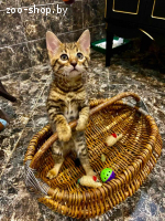 Бенгальский котенок