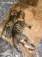 Бенгальский котенок