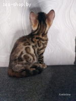 Бенгальский котенок