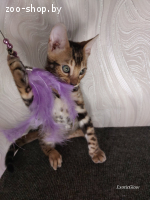 Бенгальский котенок