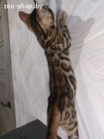 Бенгальский котенок