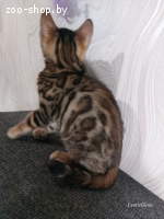 Бенгальский котенок