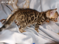 Бенгальский котянок